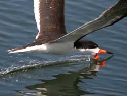 The Skimmer
