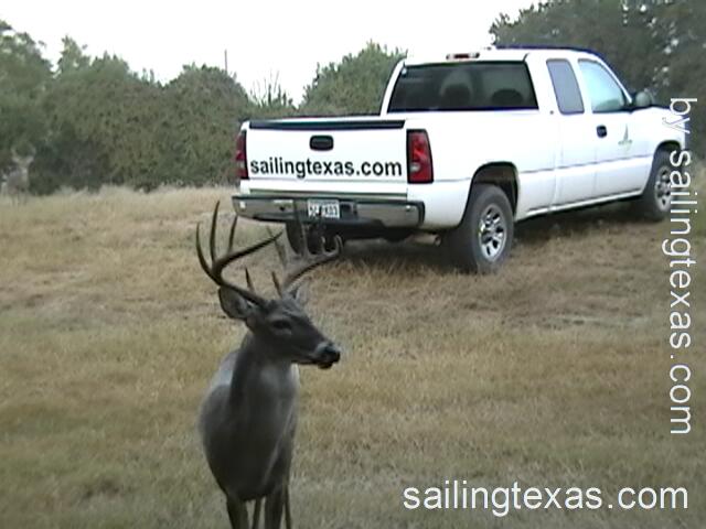 Click to play whitetail deer video