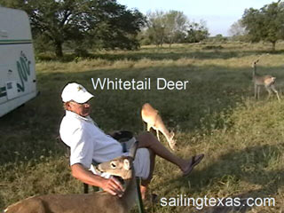 Click to play whitetail deer video