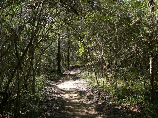 hiking trail at Lake Somerville State Park