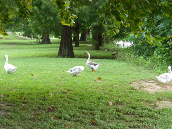 Swans and geese at Blanco State Park